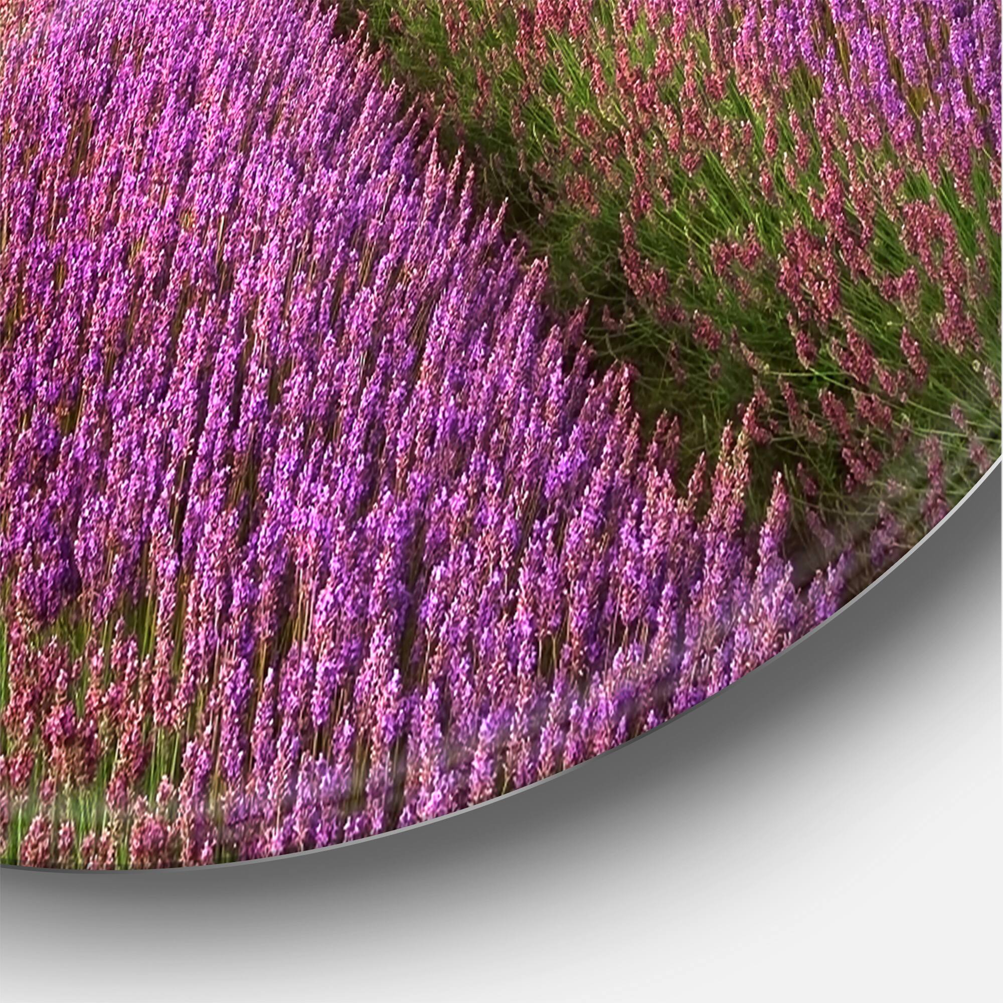 Designart - Stunning Lavender Field Summer Sunset With Tree